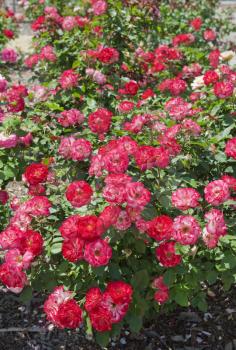 beautiful rose bush as floral background