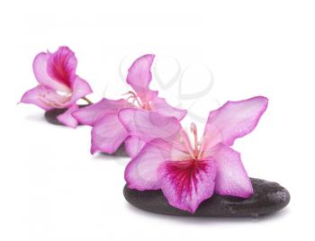 zen stones with pink flowers isolated on white background.Shallow DOF