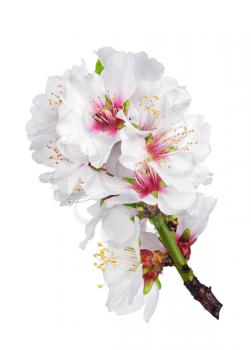 Spring blossom - apple tree flowers isolated on white background 