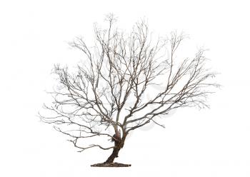 
Single old and dead tree isolated on white background