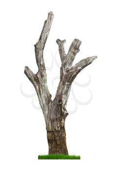 Single old and dead tree and fresh grass isolated on white background.