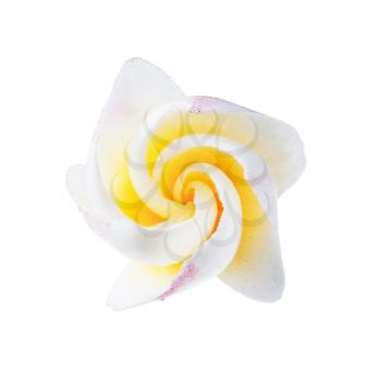 Frangipani plumeria bud flower isolated on white 