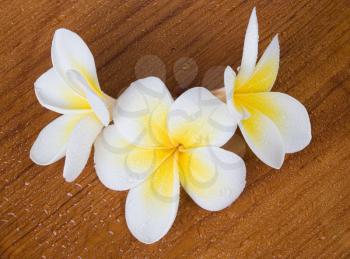 Frangipani Plumeria Spa Flower with water drops on the wooden surface