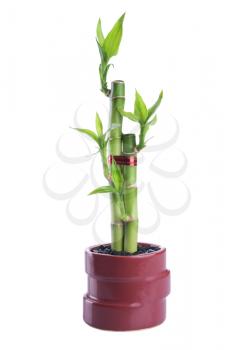 Chinese lucky Bamboo with red ribbon - happiness symbol, isolated on a white background  
