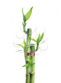 Chinese lucky Bamboo with red ribbon - happiness symbol, isolated on a white background 