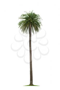 beautiful tall coconut palm tree isolated on white background