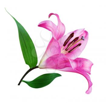 Beautiful pink lily flower isolated on a white background