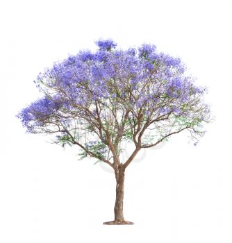 beautiful blooming Jacaranda tree isolated on white background