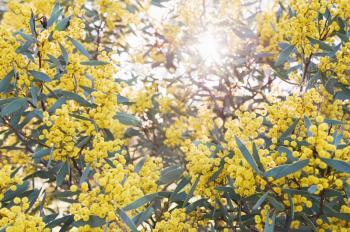 Australian Wattle blooms on natural background