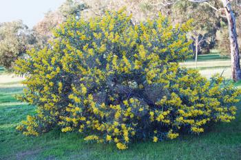 Australian Wattle blossoms  bush on natural background