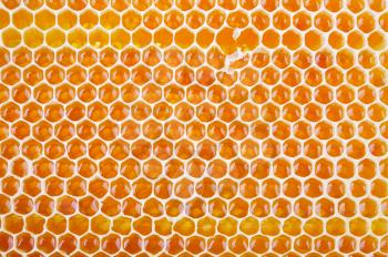 fresh golden honeycomb shot from close range as a background