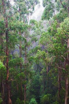 Royalty Free Photo of a Tree Top Walk of Otway Fly From Above Ground on Great Ocean Road, Australia