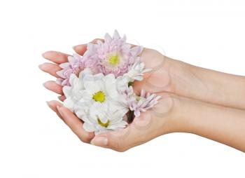 image of beautiful female hands with flower isolated on white