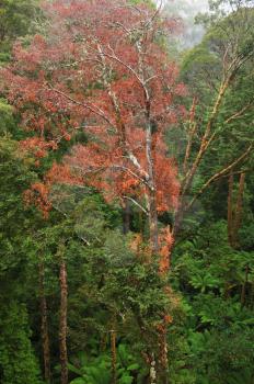 Rainforest in the rain from the Tree Top Walk of Otway Fly up to 30 meters above ground level,Great Ocean Road, Australia