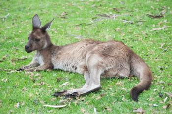 
native australian kangaroo lying and resting on the grass