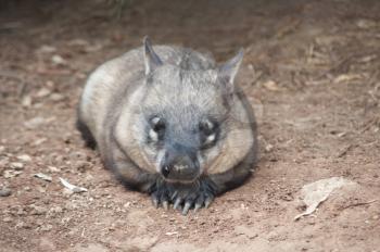native australian Wombat lying and looking out for something