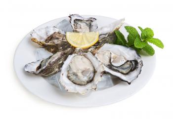 half a dozen oysters on white plate with ice and lemon isolated on white background