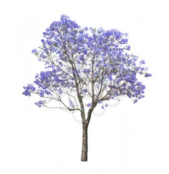 beautiful blooming Jacaranda tree isolated on white background