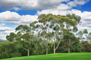 beautiful golf course-
landscape of a green field with trees and a bright blue sky