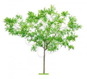 Green beautiful and young  tree isolated on white background