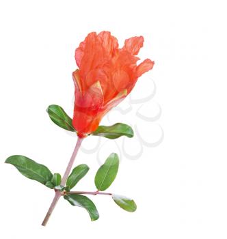 Pomegranate  flower isolated on a white background