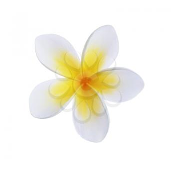 Frangipani plumeria Spa Flower isolated on white 