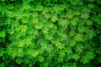 green clover background in vintage style