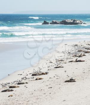 colony of  sea lions at Seal Bay, Kangaroo Island, South Australia 