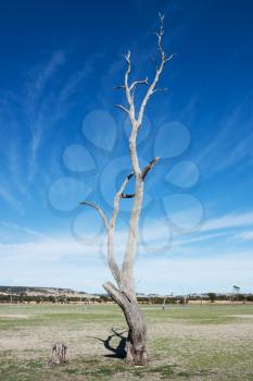 old and dead tree on a dry lakebed