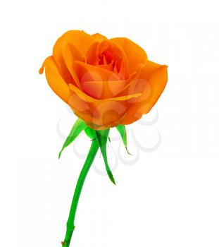 Beautiful orange  rose  isolated on white  background