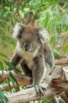 native Australian Koala bear eating eucalyptus leaves