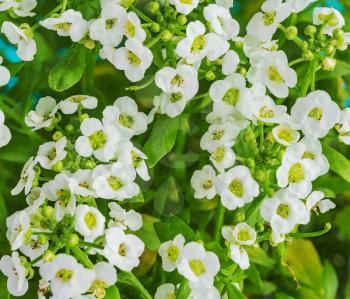 close up of small white Sweet Alyssum flowers 