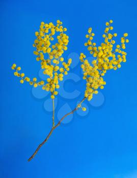 Australian blooming  spring flowers acacia on blue background