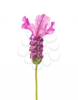lavender flower with small insect on the stem isolated on white