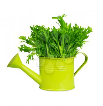 Fresh baby endive in green watering can isolated on white