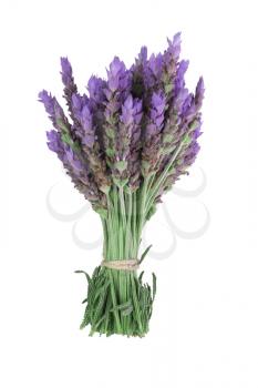 bundle of lavender flowers isolated on white background