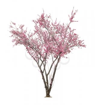 beautiful blooming pink tree isolated on white background 