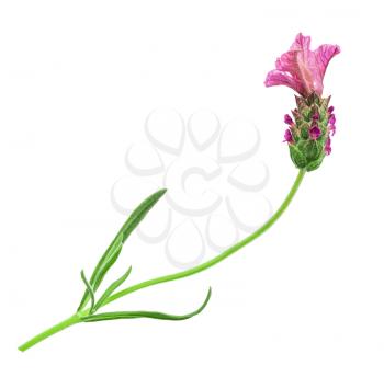 pink lavender flower with curved stem isolated on  white background