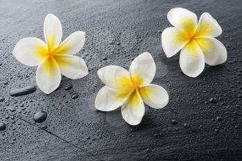 Three Frangipani plumeria Spa Flowers on wet black stone slate plate with water drops