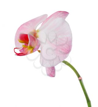 Pink orchid with streaks isolated on white background
