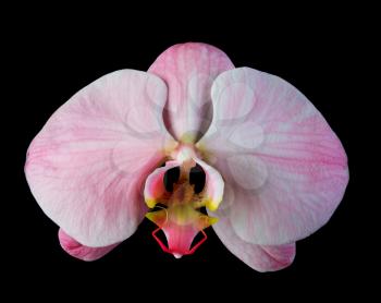 Pink orchid with streaks isolated on black background