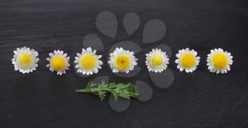  group of small daisy or chamomile flowers on black stone background