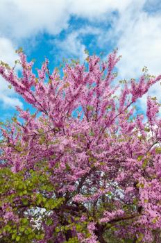Legendary flowering  Judas Tree against blue  sky 