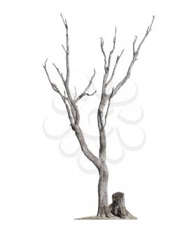 Old dry dead tree without bark and stump isolated on white background