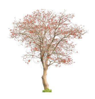 Beautiful blooming red coral tree isolated on white background. Erythrina variegata tree of Western Australia