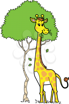 Royalty Free Clipart Image of a Giraffe Eating Leaves