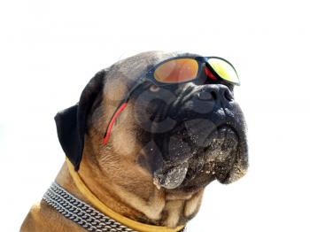 Royalty Free Photo of a Bulldog in Sunglasses