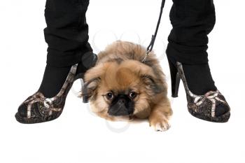 Royalty Free Photo of a Dog Between a Woman's Feet