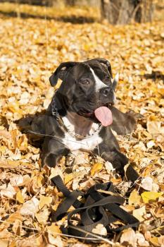 Royalty Free Photo of a Staffordshire Terrier Lying in the Leaves