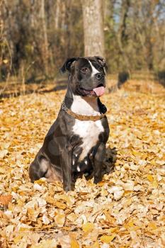 Royalty Free Photo of a Staffordshire Terrier in the Leaves